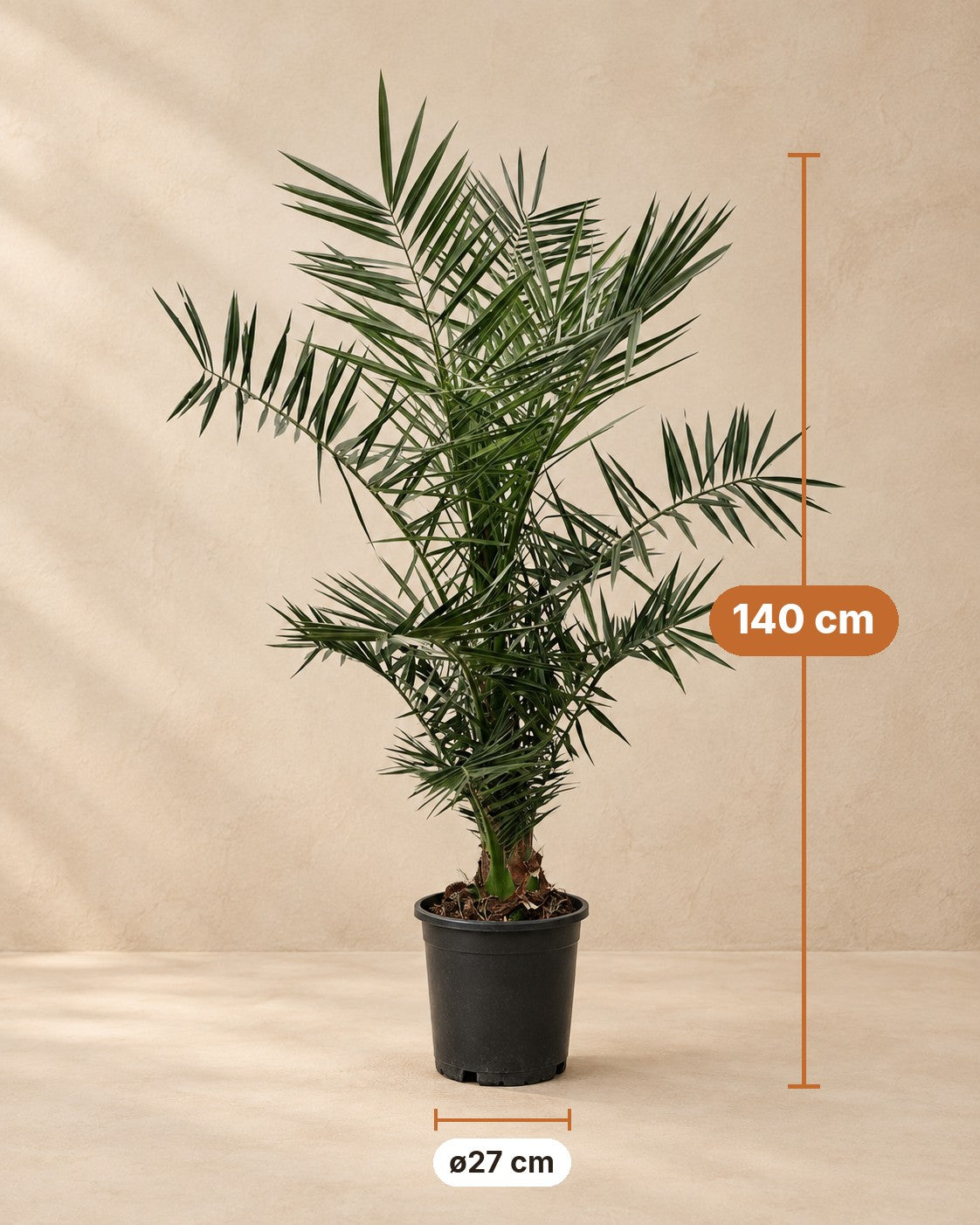 Dimensions of the Phoenix Canariensis: 140 cm tall, pot ø27 cm