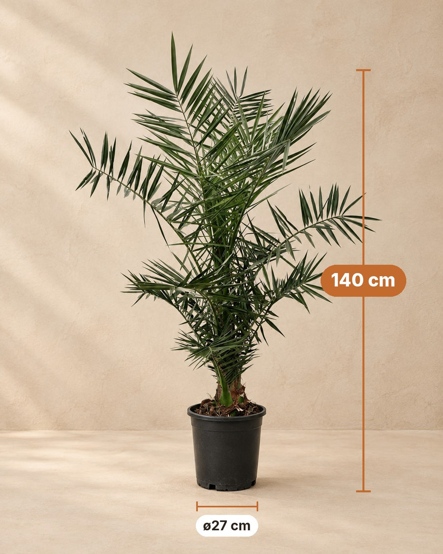 Phoenix Canariensis - 140cm ø21