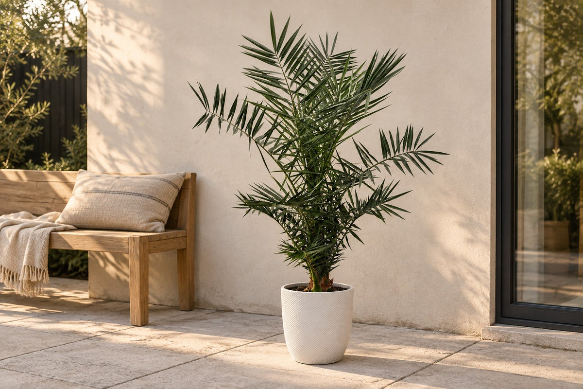 Phoenix Canariensis, 140 cm, in planter Elho Jazz Round wit on a patio