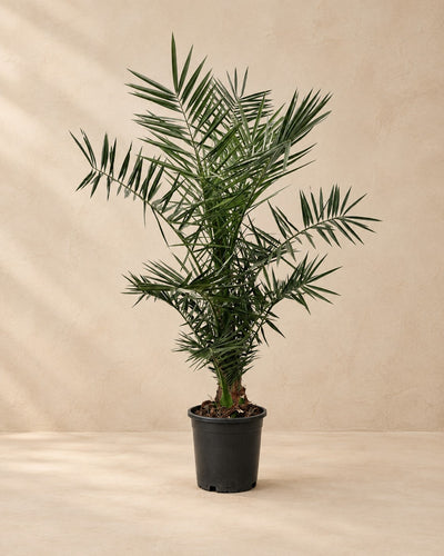 Phoenix Canariensis (Phoenix roebelenii), 140 cm tall in a 27 cm nursery pot