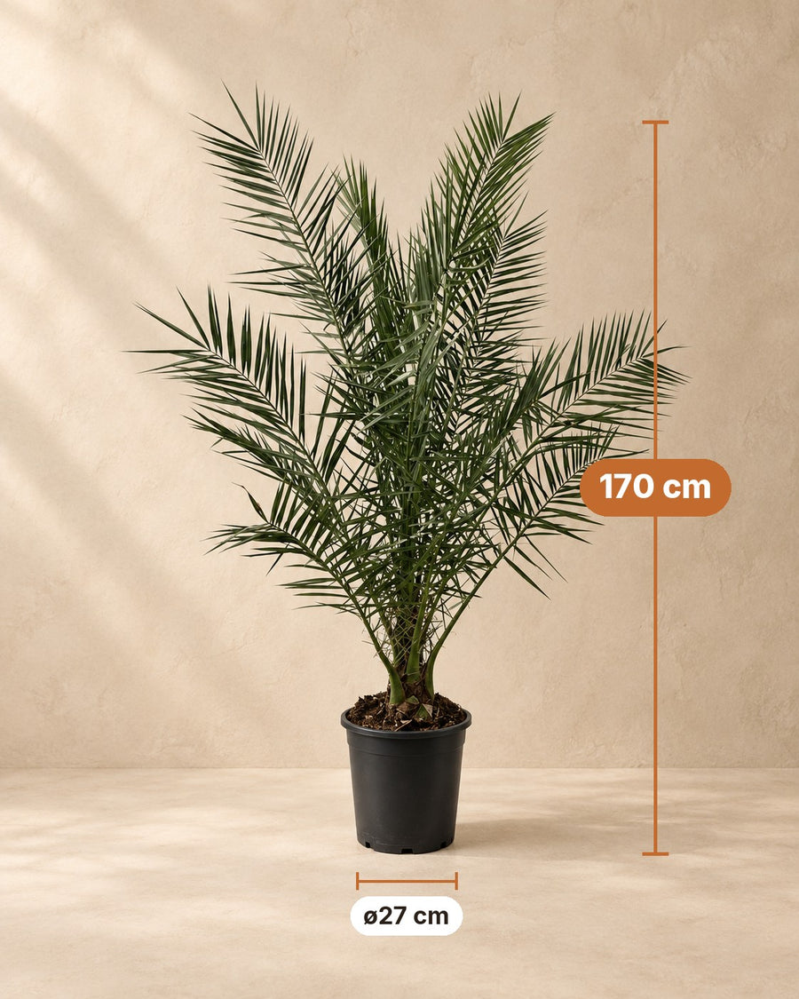 Phoenix palm 170cm - ø27