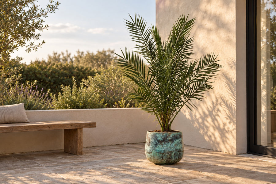 Phoenix palm 170cm - ø27