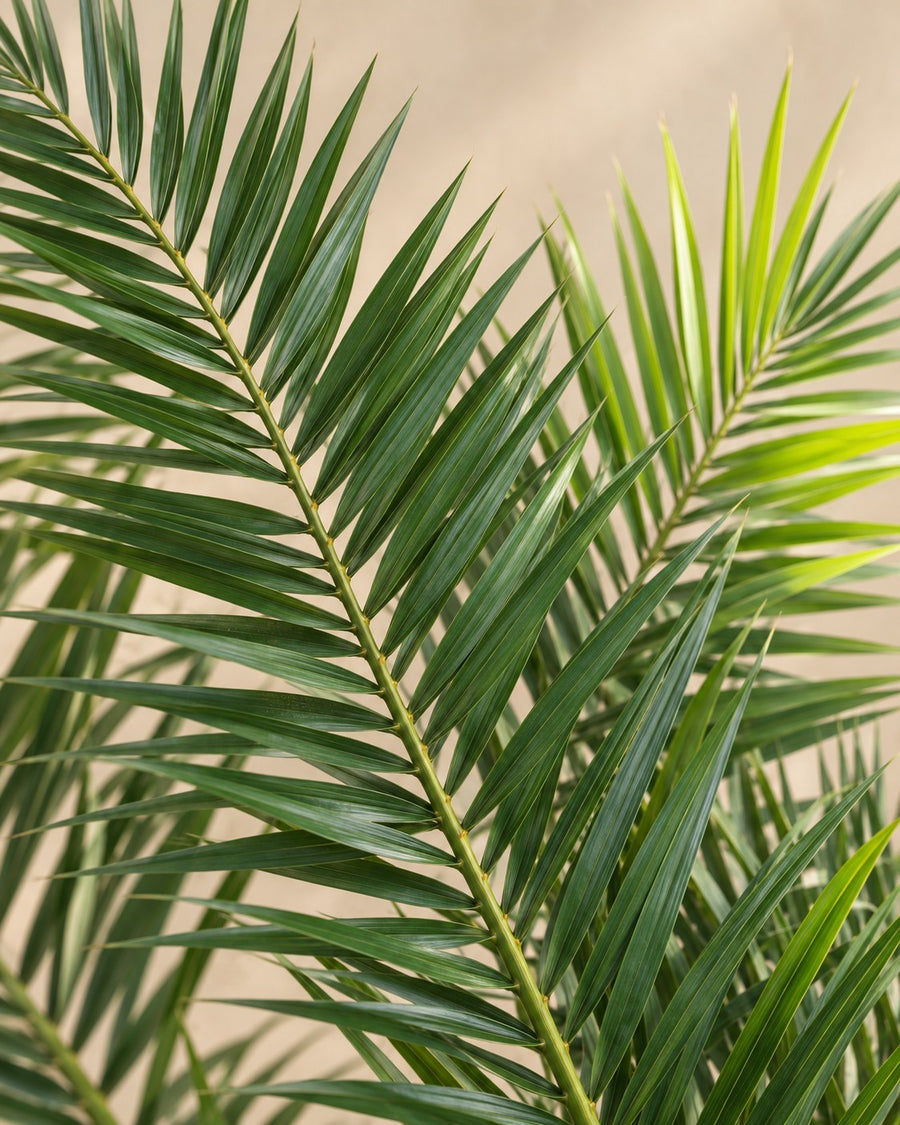 Phoenix palm 230cm - ø50