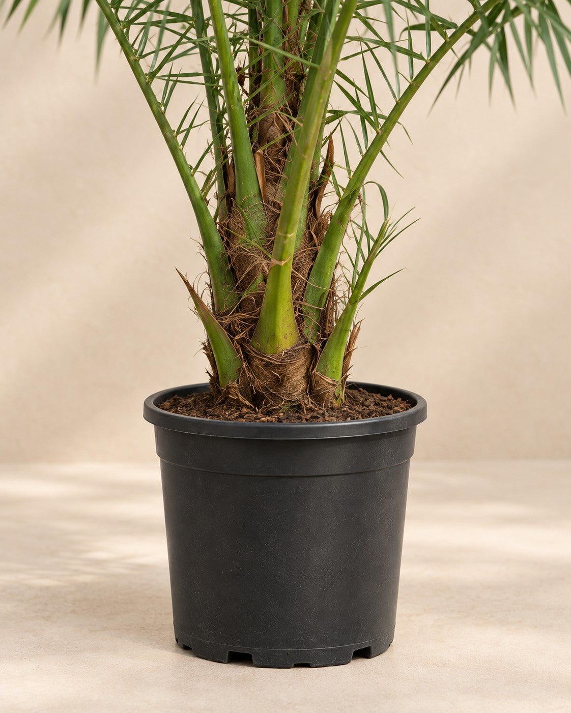 Onderste deel van de Phoenix palm (Phoenix roebelenii) met de kweekpot