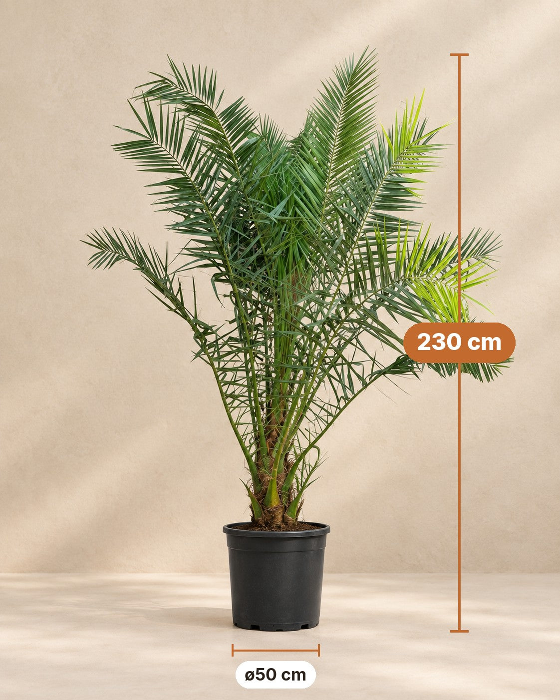 Afmetingen Phoenix palm: 230 cm hoog, pot ø50 cm