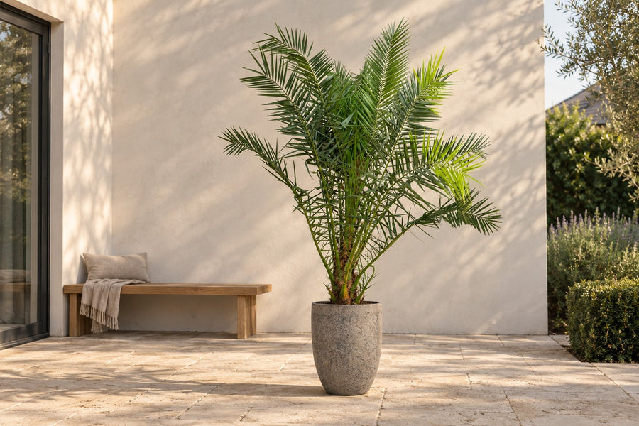 Phoenix palm 230cm - ø50