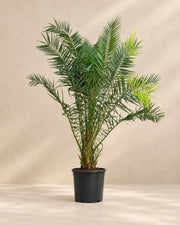 Phoenix palm (Phoenix roebelenii) van 230 cm hoog in kweekpot van 50 cm