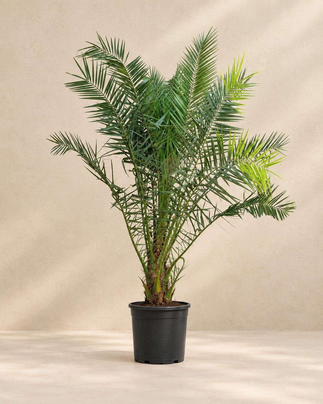 Phoenix palm (Phoenix roebelenii) van 230 cm hoog in kweekpot van 50 cm