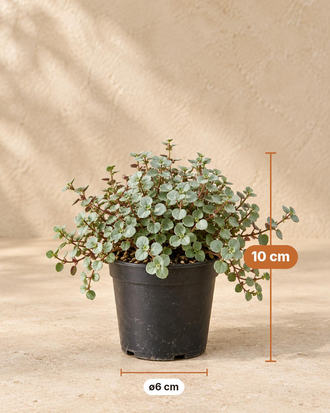 Pilea glauca 'Greyzy', 10 cm hoog, pot ø6 cm