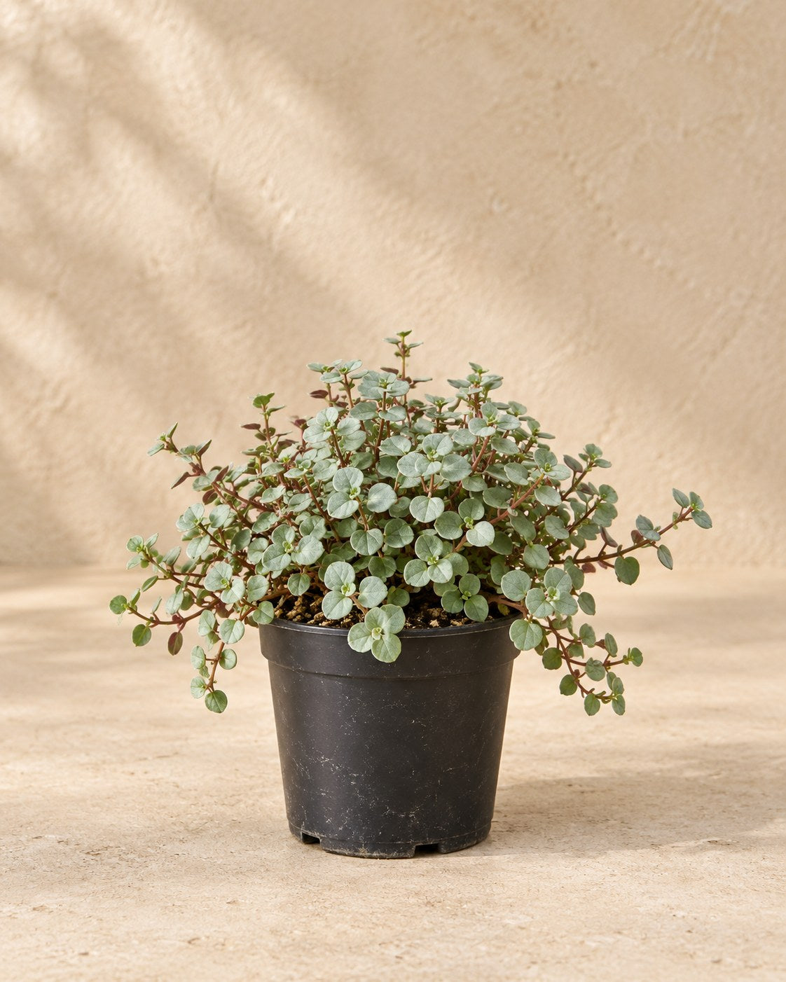 Pilea glauca 'Greyzy'
