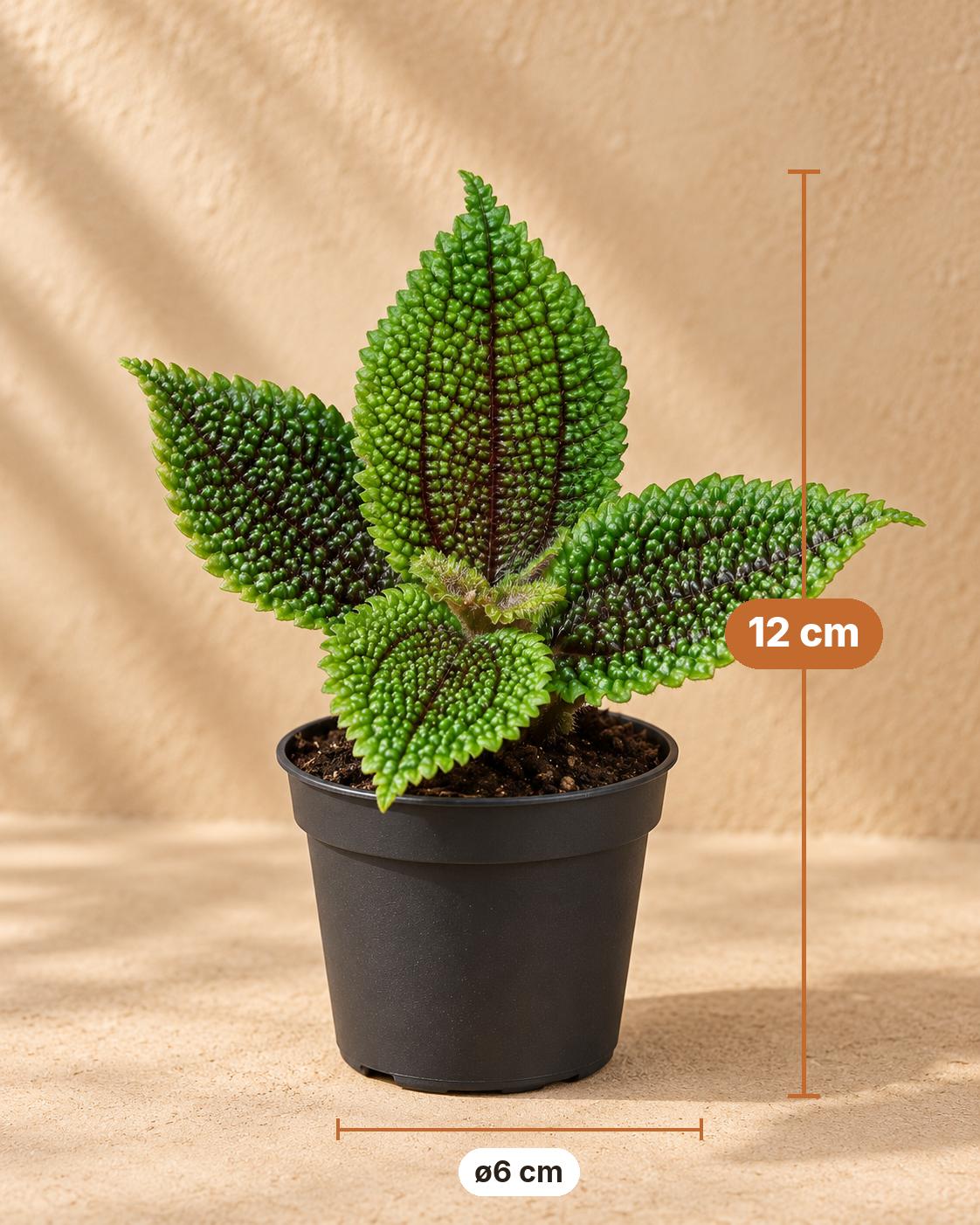 Pilea involucrata 'Moon Valley', 12 cm hoog, pot ø6 cm