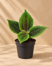 Pilea involucrata 'Moon Valley'