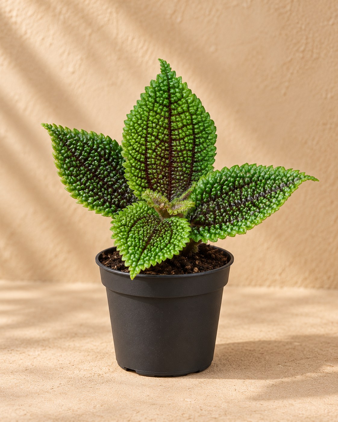Pilea involucrata 'Moon Valley'