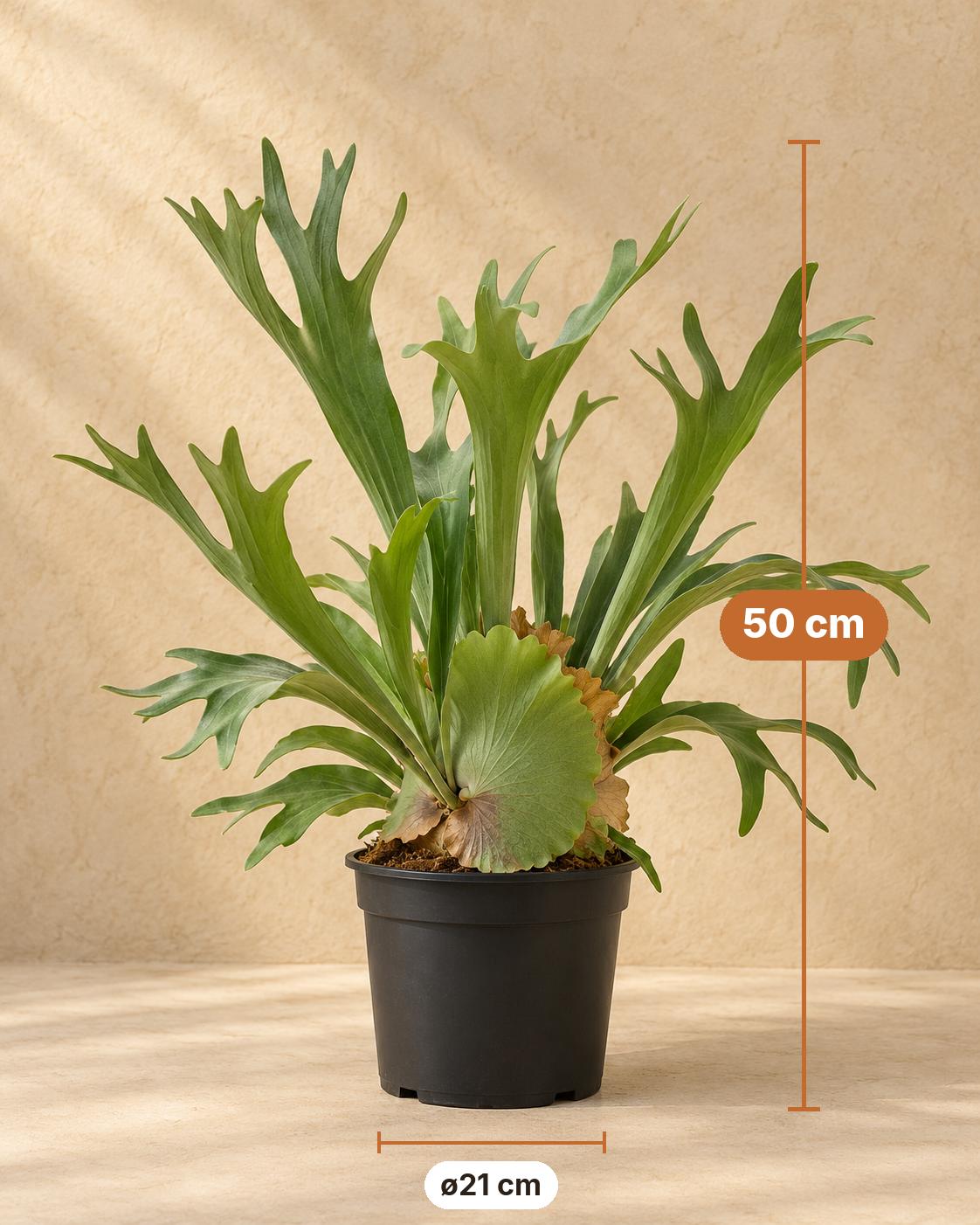 Hertshoornvaren (Platycerium bifurcatum), 50 cm hoog, pot ø21 cm