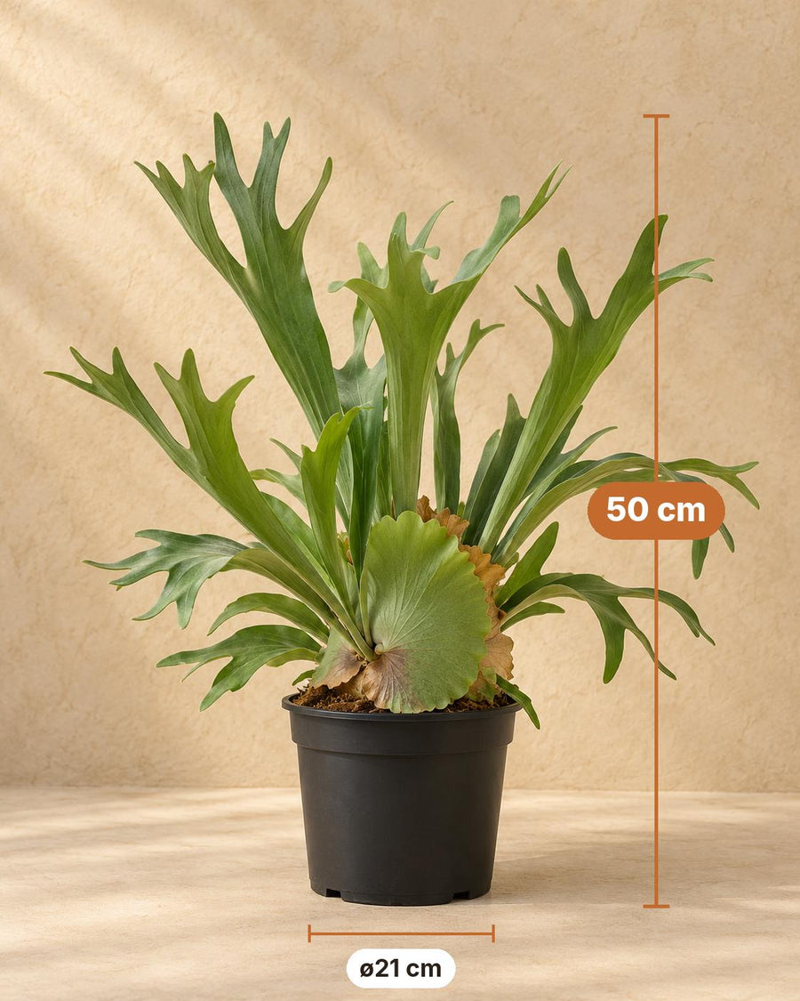 Hertshoornvaren (Platycerium bifurcatum) 50 cm hoog, pot ø21 cm