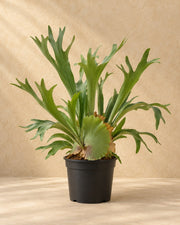 Hertshoornvaren (Platycerium bifurcatum)