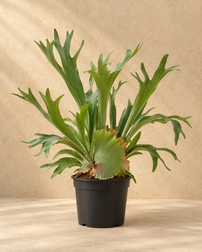 Hertshoornvaren (Platycerium bifurcatum)