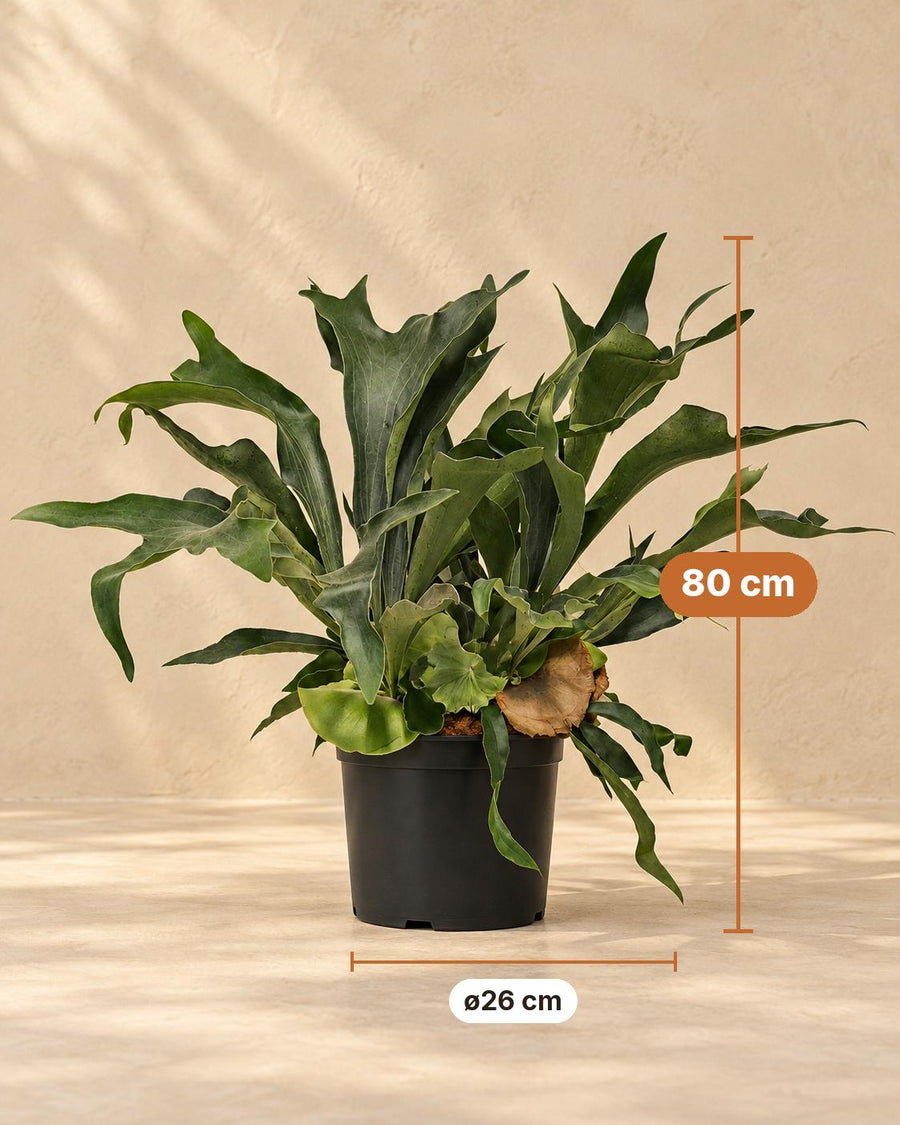 Geweihfarn (Platycerium bifurcatum) 80 cm hoch, Topf ø26 cm