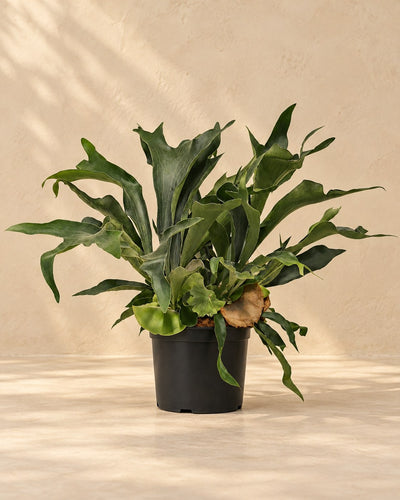 Geweihfarn 80 cm hoch, Topf ø26 cm