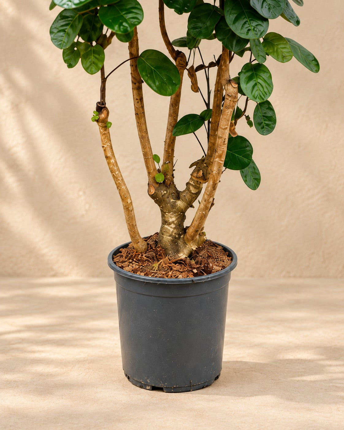Unterer Teil der Polyscias Fabian (Polyscias scutellaria 'Fabian') mit dem Anzuchttopf