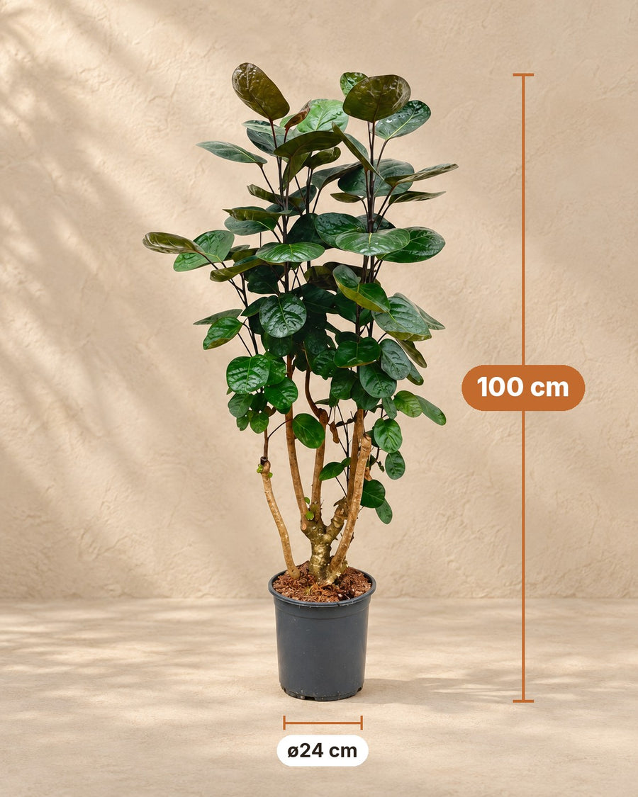 Polyscias Fabian (Aralie) 90 cm hoch, Topf ø24 cm