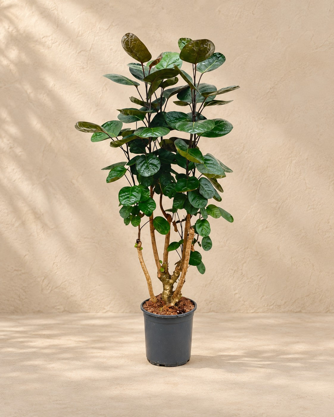 Polyscias Fabian (Polyscias scutellaria 'Fabian') van 100 cm hoog in kweekpot van 24 cm