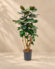 Polyscias Fabian (Polyscias scutellaria 'Fabian'), 100 cm hoch im Anzuchttopf von 24 cm