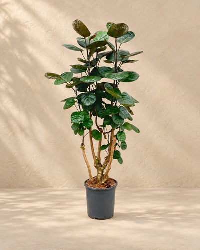 Polyscias Fabian (Polyscias scutellaria 'Fabian'), 100 cm hoch im Anzuchttopf von 24 cm