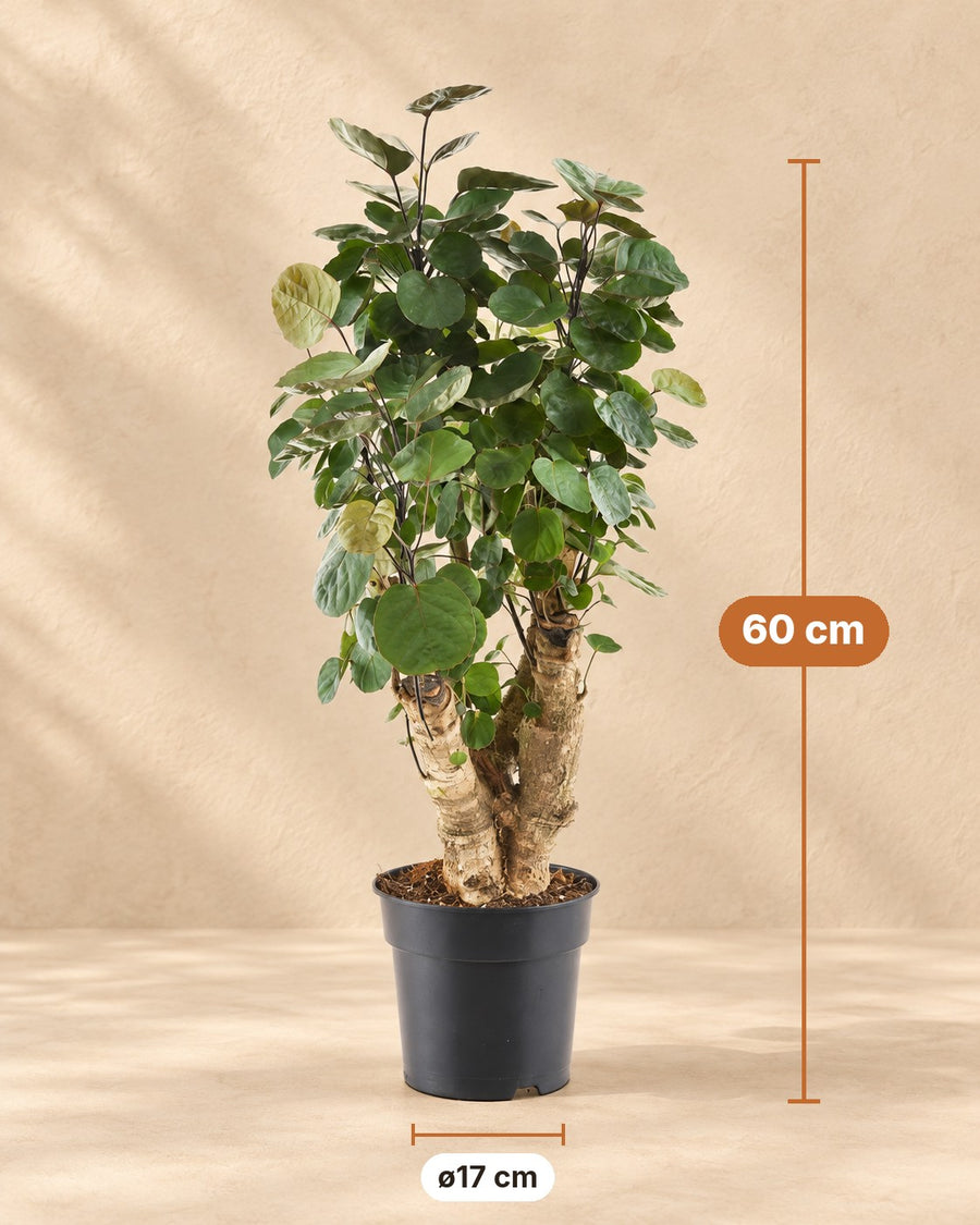 Polyscias Fabian (aralia) 60 cm di altezza, vaso ø17 cm