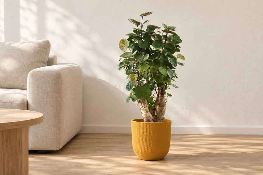 Polyscias Fabian (aralia) 60 cm di altezza, vaso ø17 cm