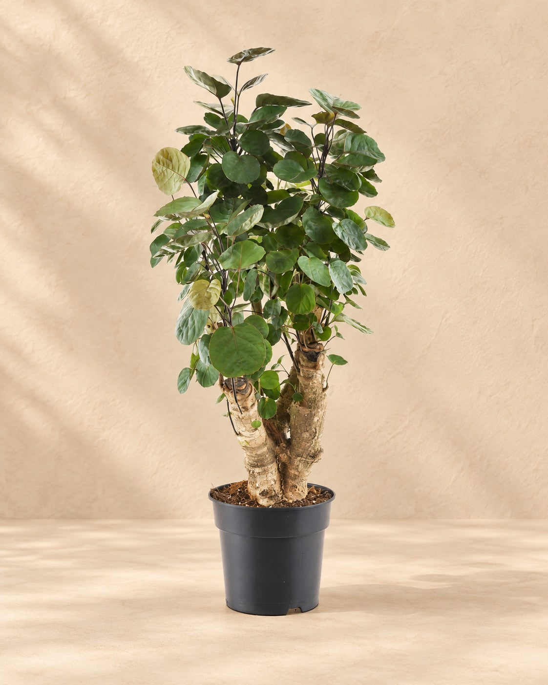 Polyscias Fabian (Polyscias scutellaria 'Fabian') van 60 cm hoog in kweekpot van 17 cm