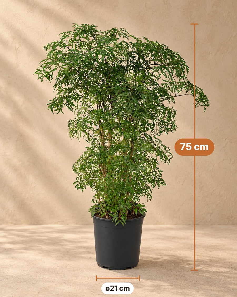 Aralie (Polyscias fruticosa) 75 cm hoch, Topf ø21 cm