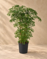 Aralie 75 cm hoch, Topf ø21 cm