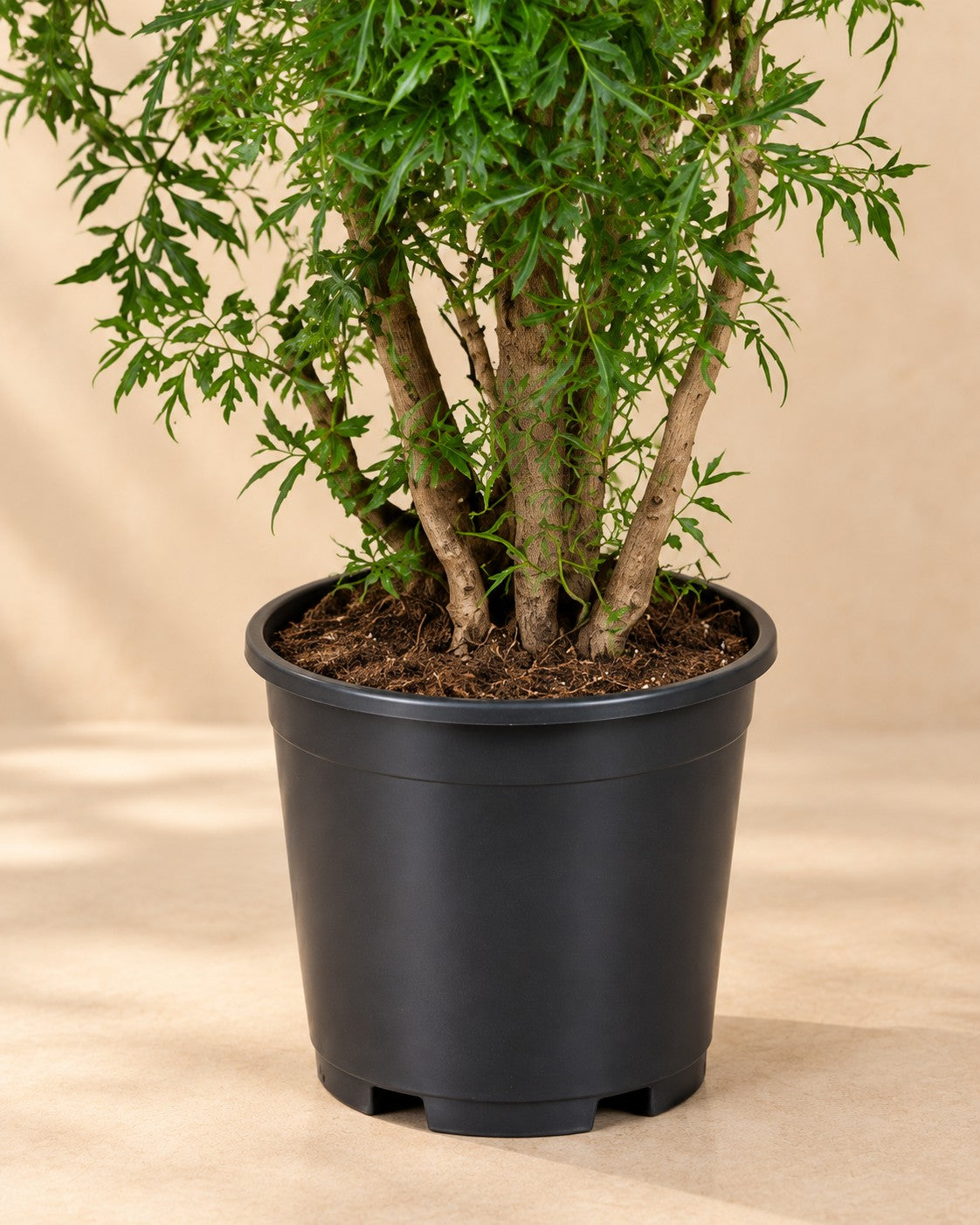 Onderste deel van de Polyscias Hawaiiana Ming (Polyscias fruticosa 'Ming') met de kweekpot