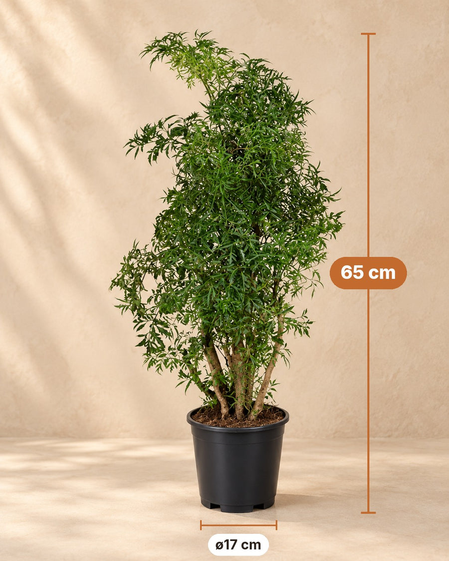 Polyscias Hawaiiana Ming (aralia) 65 cm hoog, pot ø17 cm