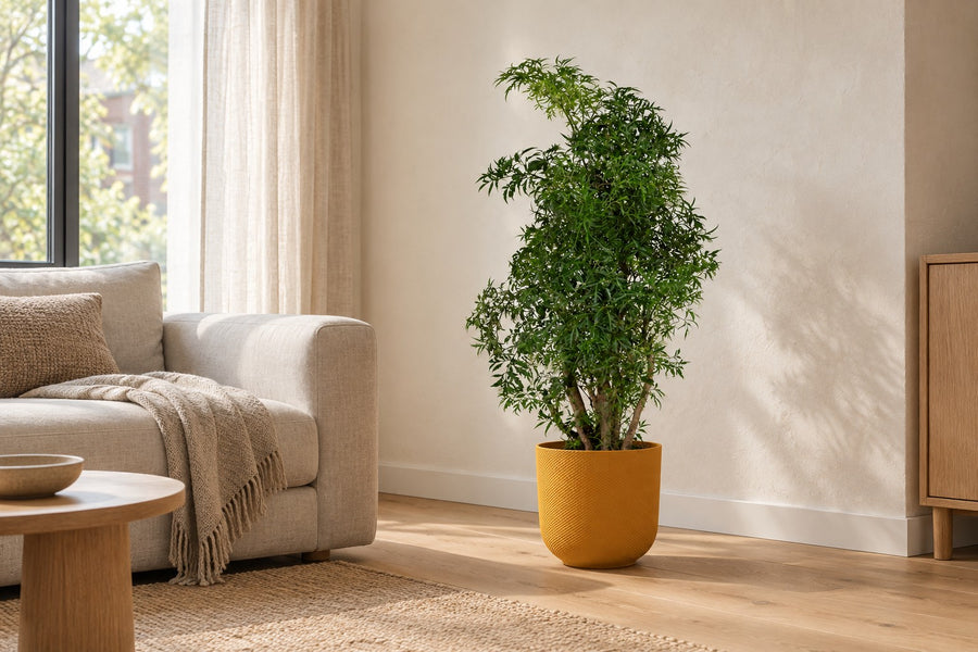 Polyscias Hawaiiana Ming (aralia) 65 cm hoog, pot ø17 cm