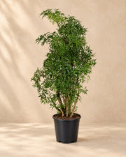Polyscias Hawaiiana Ming (Polyscias fruticosa 'Ming') van 65 cm hoog in kweekpot van 17 cm