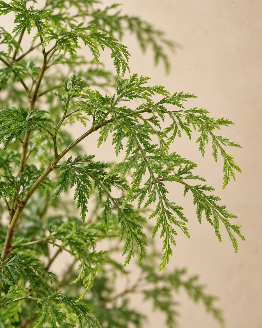 Polyscias Hawaiiana Ming (aralia) 90 cm hoog, pot ø24 cm