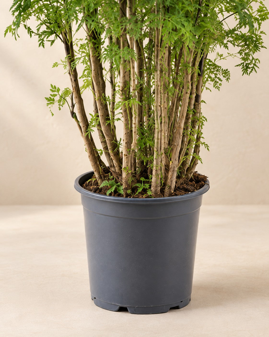Onderste deel van de Polyscias Hawaiiana Ming (Polyscias fruticosa 'Ming') met de kweekpot
