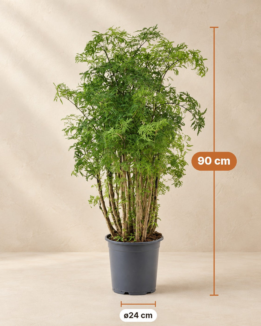 Polyscias Hawaiiana Ming (aralia) 90 cm hoog, pot ø24 cm