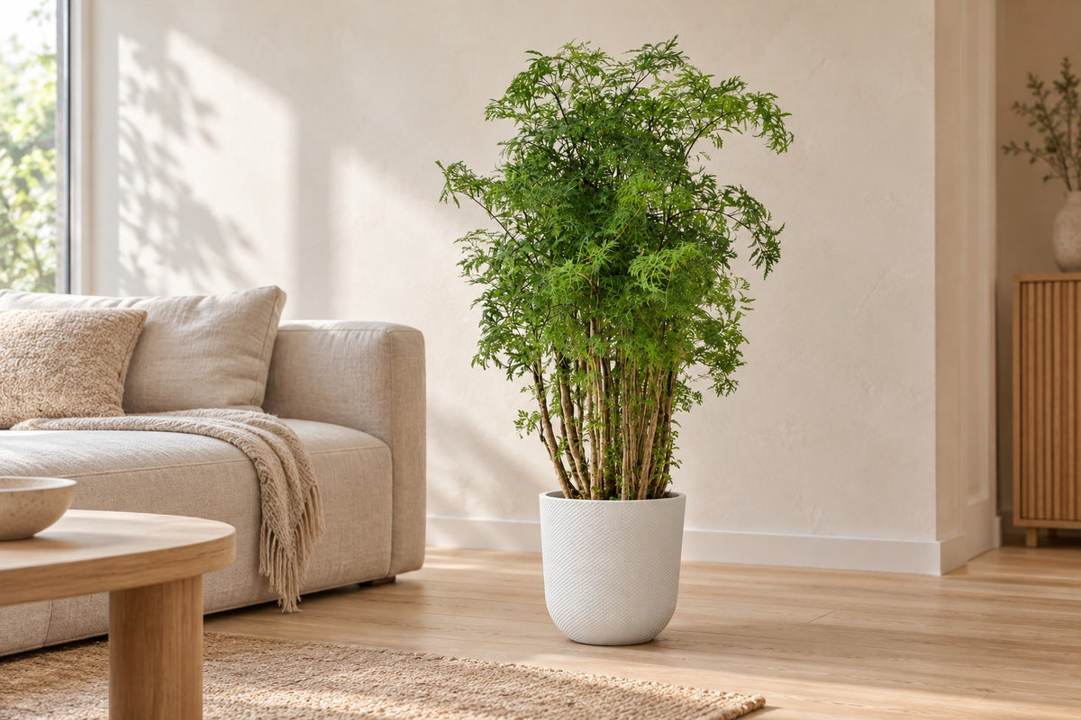 Polyscias Hawaiiana Ming van 90 cm in sierpot Elho Jazz Round wit in een lichte woonkamer