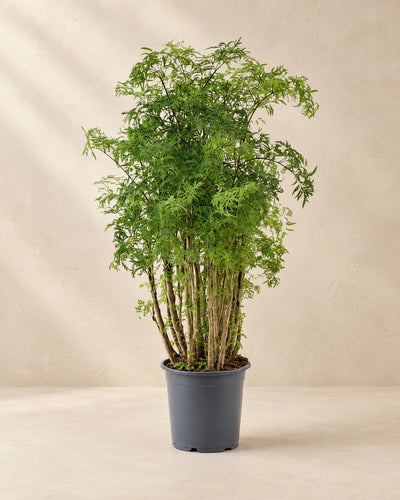 Polyscias Hawaiiana Ming (Polyscias fruticosa 'Ming') van 90 cm hoog in kweekpot van 24 cm