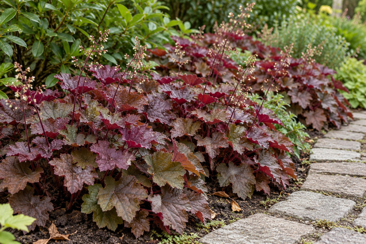 Żurawka 'Palace Purple' posadzona w ogrodzie