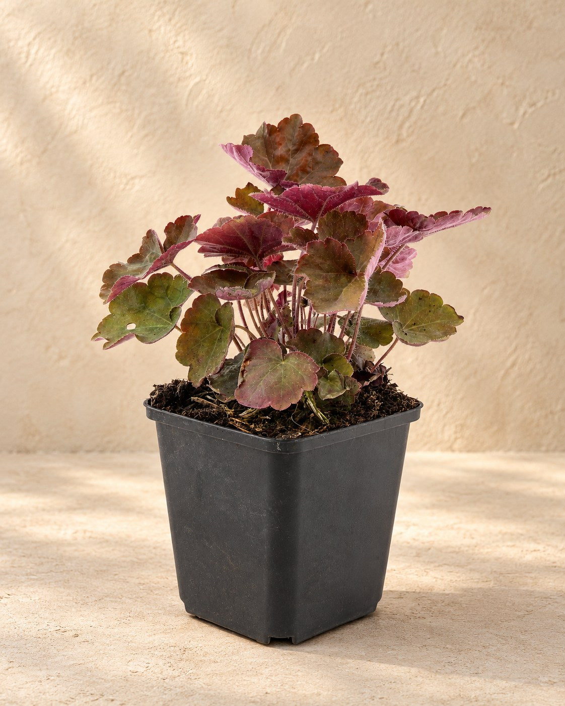 Żurawka 'Palace Purple' w doniczce uprawowej