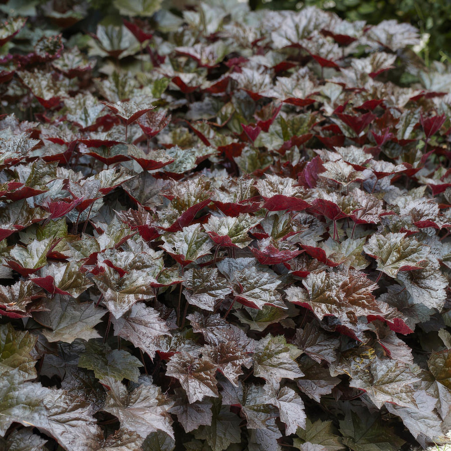 Żurawka 'Palace Purple' (Heuchera micrantha)