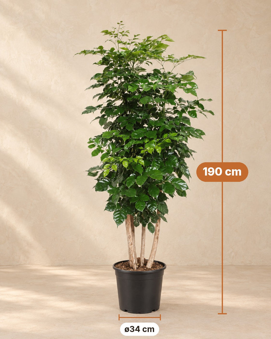 Radermachera Hainanensis 190 cm – ø 34