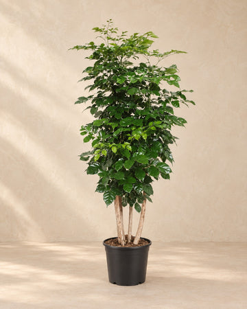Radermachera Hainanensis 190cm - ø34