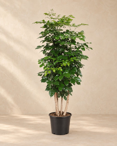 Radermachera Hainanensis, 190 cm hoch im Anzuchttopf von 34 cm