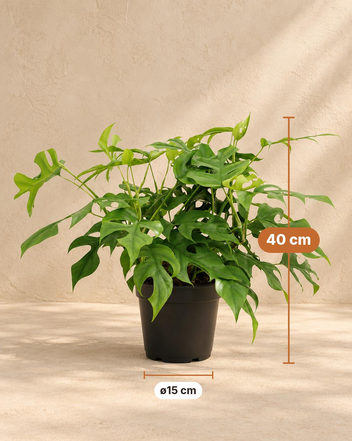 Mini-monstera 40 cm høj, potte ø15 cm