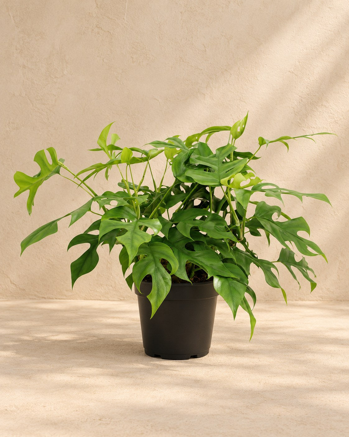 Mini-monstera 40 cm høj, potte ø15 cm